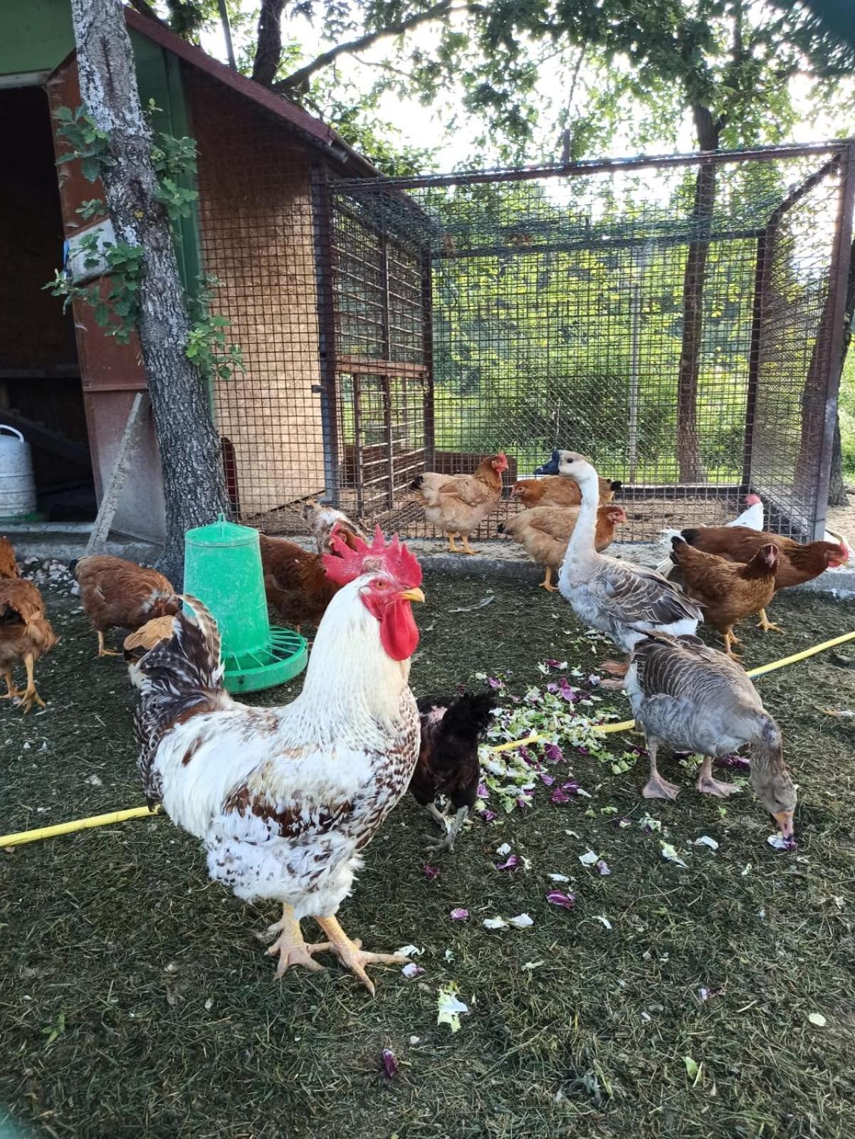 Ca' Gulino - Urbino - Villa Con Minipiscina In Borgo Antico Екстериор снимка